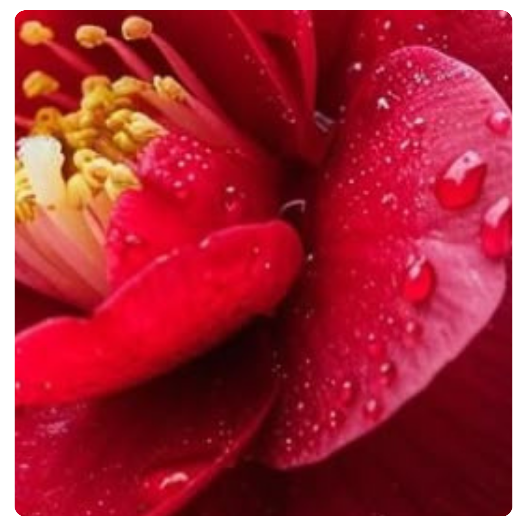 Camellia Seed Oil