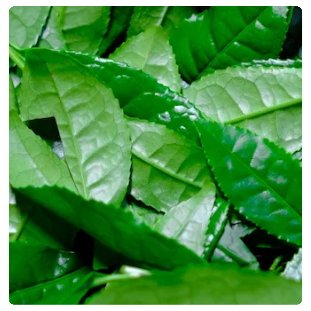 Green Tea Extract